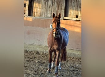SALITO