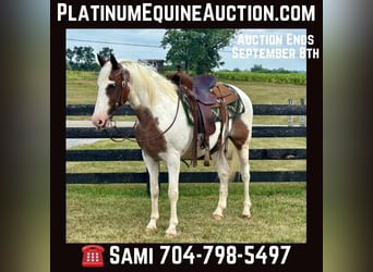 American Quarter Horse, Wallach, 12 Jahre, 150 cm, Tobiano-alle-Farben, in Brooksville KY,