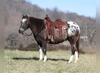 Quarter horse américain, Hongre, 12 Ans, Bai cerise, in Mount Vernon KY,