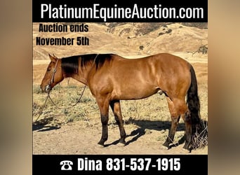 American Quarter Horse, Wallach, 8 Jahre, 152 cm, Falbe, in Paicines CA,