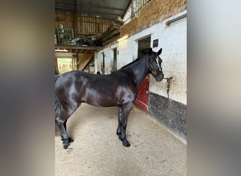 Connemara, Wallach, 4 Jahre, 147 cm, Rappe, in Vlezenbeek