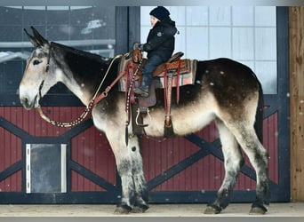 Muł, Klacz, 11 lat, 163 cm, Siwa, in Rebersburg