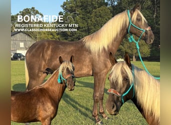 Kentucky Mountain Saddle Horse, Wallach, 3 Jahre, 152 cm, Brauner, in Tyner, KY