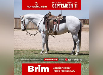 Quarter horse américain, Hongre, 10 Ans, 152 cm, Gris, in Amarillo, TX,