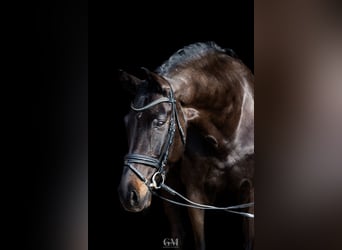 BWP (cheval de sang belge), Hongre, 11 Ans, 173 cm, Bai brun, in BERGAMO,