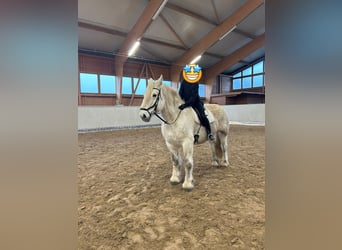 Meer koudbloeden, Ruin, 11 Jaar, 160 cm, Schimmel, in Buchholz in der Nordheide