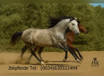 PRE Mix, Stute, 7 Jahre, 160 cm, Schimmel, in Tabernas Almeria