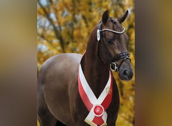 Westphalian, Stallion, Chestnut, in Werder,