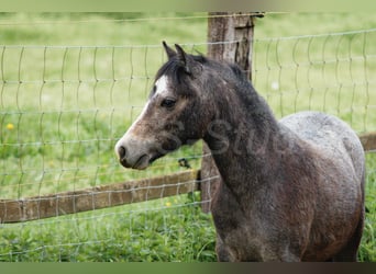 Welsh A (Mountain Pony), Gelding, 4 years, 12 hh, Gray, in Meerbusch,