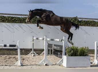 KWPN, Castrone, 3 Anni, 173 cm, Baio, in Waddinxveen,