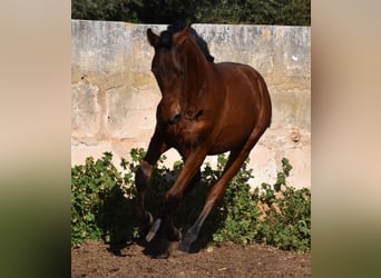 PRE, Stallion, 1 year, 16 hh, Brown, in Mallorca,