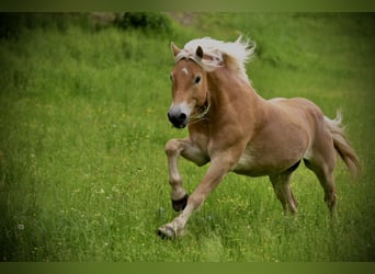 Edelbluthaflinger, Caballo castrado, 11 años, 151 cm, Alazán