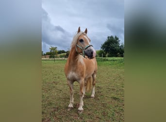 Edelbluthaflinger, Caballo castrado, 12 años, 142 cm, Alazán