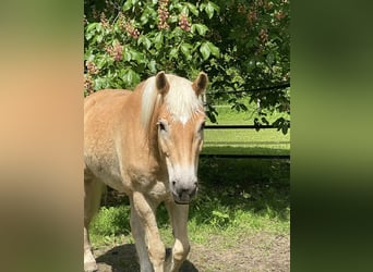 Edelbluthaflinger, Caballo castrado, 12 años, 155 cm, Alazán