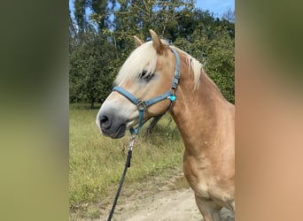 Edelbluthaflinger, Caballo castrado, 14 años, 144 cm, Castaño claro