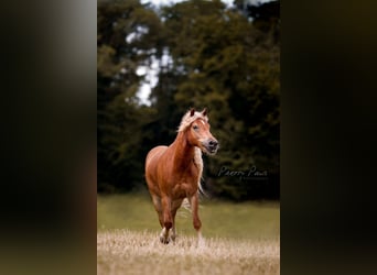 Edelbluthaflinger, Caballo castrado, 15 años, 148 cm, Alazán