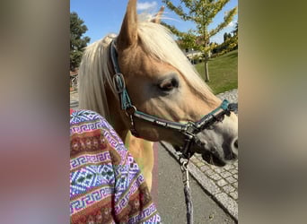 Edelbluthaflinger, Caballo castrado, 16 años, 145 cm, Alazán