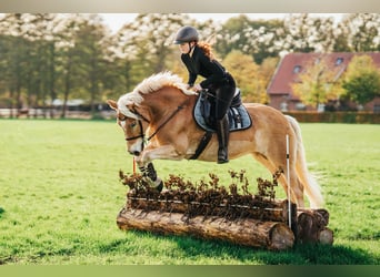 Edelbluthaflinger, Caballo castrado, 17 años, 148 cm, Alazán