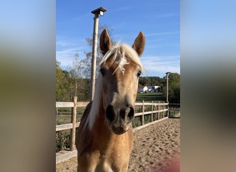 Edelbluthaflinger, Caballo castrado, 1 año, 144 cm, Alazán