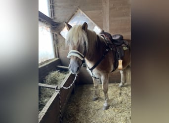 Edelbluthaflinger, Caballo castrado, 20 años, 150 cm