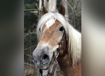 Edelbluthaflinger, Caballo castrado, 21 años, 150 cm