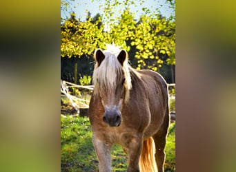 Edelbluthaflinger, Caballo castrado, 21 años, 150 cm