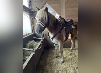 Edelbluthaflinger, Caballo castrado, 21 años, 150 cm