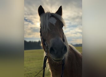 Edelbluthaflinger, Caballo castrado, 21 años, 150 cm