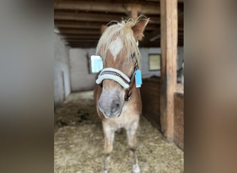 Edelbluthaflinger, Caballo castrado, 21 años, 150 cm