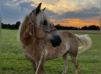 Edelbluthaflinger, Caballo castrado, 21 años, 150 cm