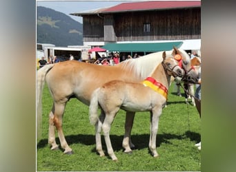 Edelbluthaflinger, Caballo castrado, 2 años, 145 cm