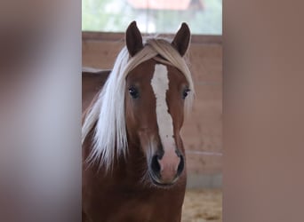 Edelbluthaflinger, Caballo castrado, 2 años, 149 cm, Alazán
