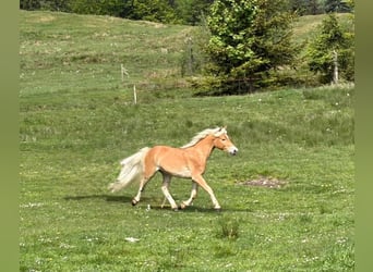 Edelbluthaflinger, Caballo castrado, 2 años, Alazán