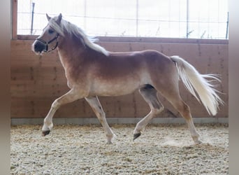 Edelbluthaflinger, Caballo castrado, 2 años, Alazán