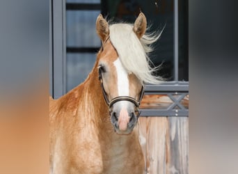 Edelbluthaflinger, Caballo castrado, 2 años, Alazán