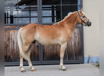 Edelbluthaflinger, Caballo castrado, 2 años, Alazán