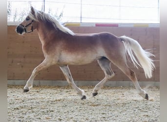 Edelbluthaflinger, Caballo castrado, 2 años, Alazán