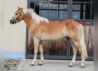 Edelbluthaflinger, Caballo castrado, 2 años, Alazán