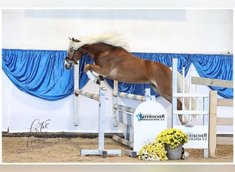 Edelbluthaflinger, Caballo castrado, 3 años, 147 cm, Alazán