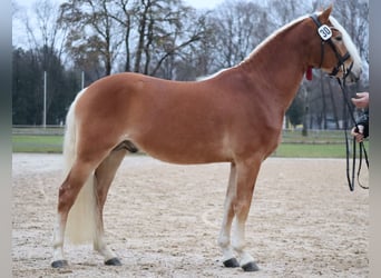 Edelbluthaflinger, Caballo castrado, 3 años, 147 cm, Alazán