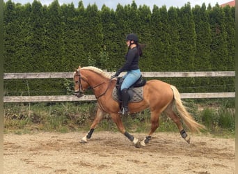 Edelbluthaflinger, Caballo castrado, 3 años, 147 cm, Alazán