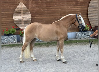 Edelbluthaflinger, Caballo castrado, 3 años, 147 cm, Castaño claro