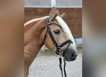 Edelbluthaflinger, Caballo castrado, 3 años, 147 cm, Castaño claro