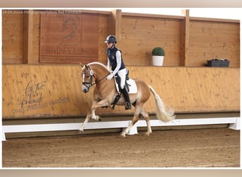 Edelbluthaflinger, Caballo castrado, 3 años, 148 cm, Alazán