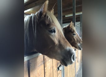 Edelbluthaflinger, Caballo castrado, 3 años, 148 cm, Alazán