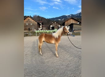 Edelbluthaflinger, Caballo castrado, 3 años, 150 cm, Alazán