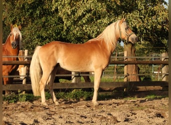 Edelbluthaflinger, Caballo castrado, 3 años, 150 cm, Alazán