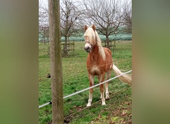 Edelbluthaflinger, Caballo castrado, 3 años, 150 cm