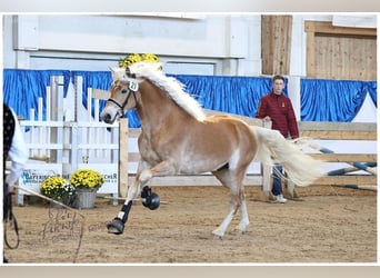 Edelbluthaflinger, Caballo castrado, 3 años, 151 cm, Alazán