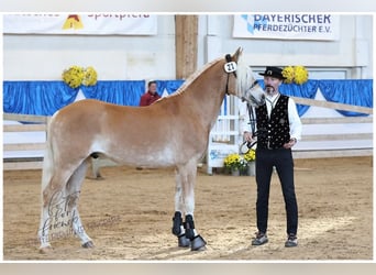 Edelbluthaflinger, Caballo castrado, 3 años, 151 cm, Alazán